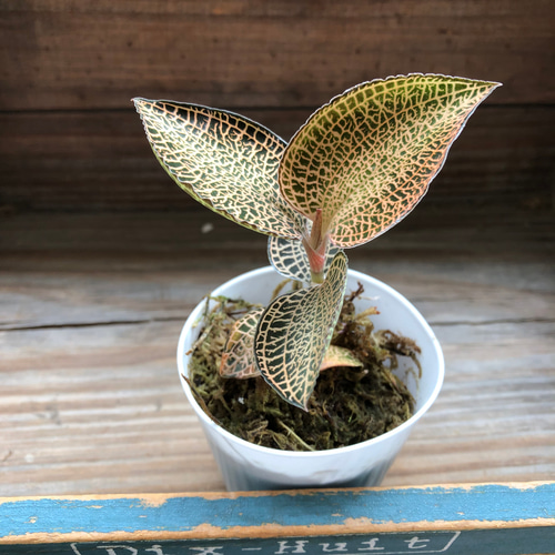 宝石蘭♡ ゴールドベイン♡アネクトキルスロクスバギー♡ アート