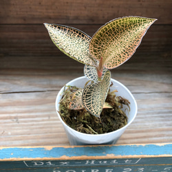 フィカス リラータの斑入り♡カシワバゴム♡希少♡観葉植物 アート