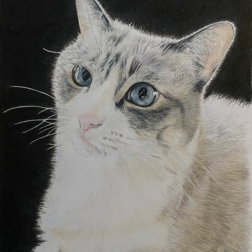 色鉛筆画 猫 犬 ペット オーダーメイド プレゼント 絵画 よこたん 通販