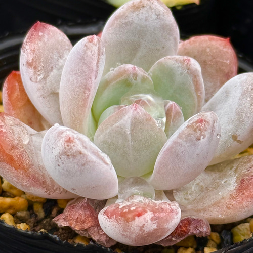 オレンジモンロー＊多肉植物＊抜き苗 多肉植物 ＊N＊ 通販 19863807