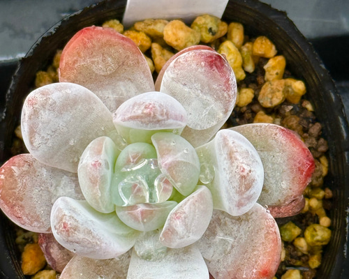 オレンジモンロー＊多肉植物＊抜き苗 多肉植物 ＊N＊ 通販 19863807