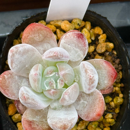 多肉植物　オレンジモンロー 多肉植物 オレンジモンロー 新入荷 るる農園 | るる農園~多肉植物専門