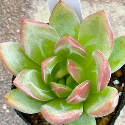 多肉植物＊きまぐれ寄せ植え＊カット苗＊1点限り!! その他
