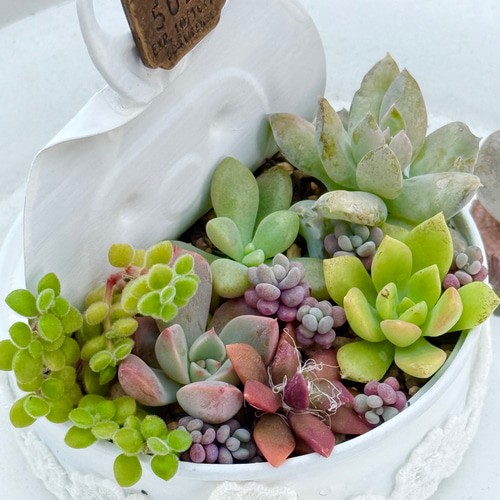 気まぐれ寄せ植え♡⃛多肉植物＊リメ缶ごと発送 多肉植物 ＊N＊ 通販