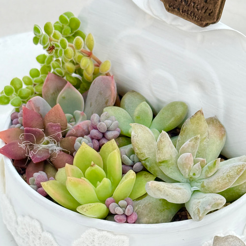 気まぐれ寄せ植え♡⃛多肉植物＊リメ缶ごと発送 多肉植物 ＊N＊ 通販