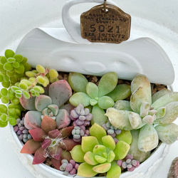 気まぐれ寄せ植え♡⃛多肉植物＊リメ缶ごと発送 多肉植物 ＊N＊ 通販