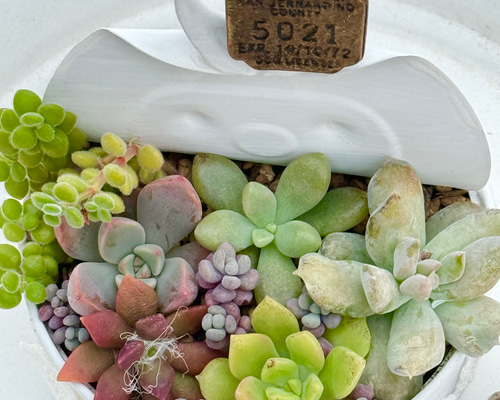 気まぐれ寄せ植え♡⃛多肉植物＊リメ缶ごと発送 多肉植物 ＊N＊ 通販