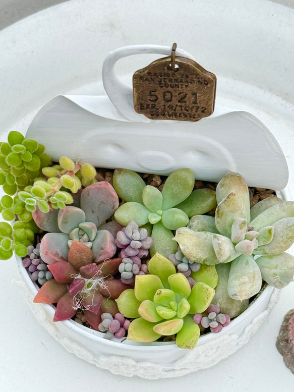 気まぐれ寄せ植え♡⃛多肉植物＊リメ缶ごと発送 多肉植物 ＊N＊ 通販