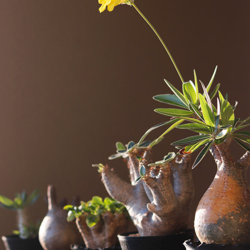 塊根植物 鉢 植木鉢 Adv-054 (120×95) 2FACE構造 おしゃれ 多肉 作家鉢