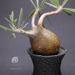 塊根植物 鉢 植木鉢 Adv-054 (120×95) 2FACE構造 おしゃれ 多肉 作家鉢