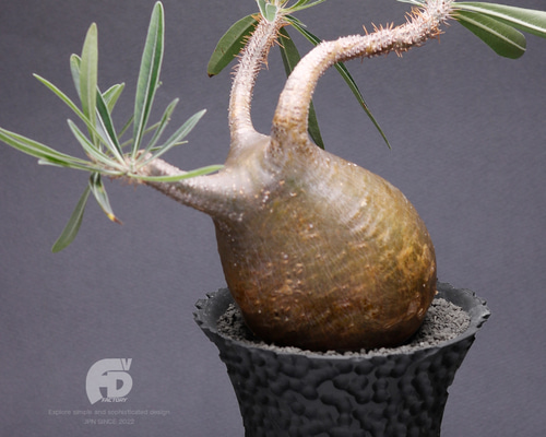 塊根植物 鉢 植木鉢 Adv-054 (120×95) 2FACE構造 おしゃれ 多肉 作家鉢