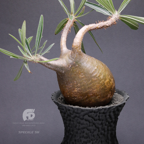 塊根植物 鉢 植木鉢 Adv-054 (120×95) 2FACE構造 おしゃれ 多肉 作家鉢