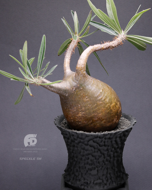 塊根植物 鉢 植木鉢 Adv-054 (120×95) 2FACE構造 おしゃれ 多肉 作家鉢