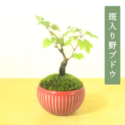 自然樹形の盆栽 陶器鉢 苔付き 自然樹形の盆栽 陶器鉢 苔付き