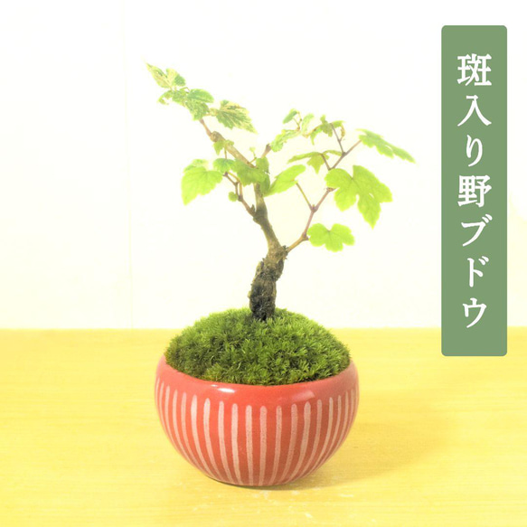 POTOCO 斑入り 野葡萄 ブドウ 観葉植物 陶器鉢 盆栽 小品盆栽 苔玉 苔