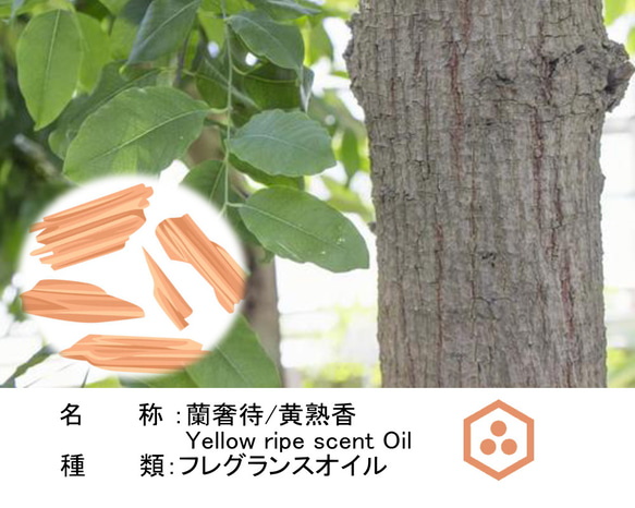 NOTO 蘭奢待オイル10ml　黄熟香 フレグランスアロマオイル 3枚目の画像