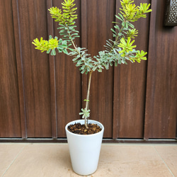 オリーブ　エルグレコ　ストーンデザイン鉢植え　大苗　シンボルツリー 再販♡ 大きめ♪オリーブの木 エルグレコ お洒落 タイルストーン