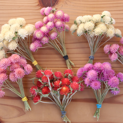 チガヤとカワラハハコのベビーピンク色フライングリース　ドライフラワー　千日紅 チガヤとカワラハハコのベビーピンク色フライングリース ドライ