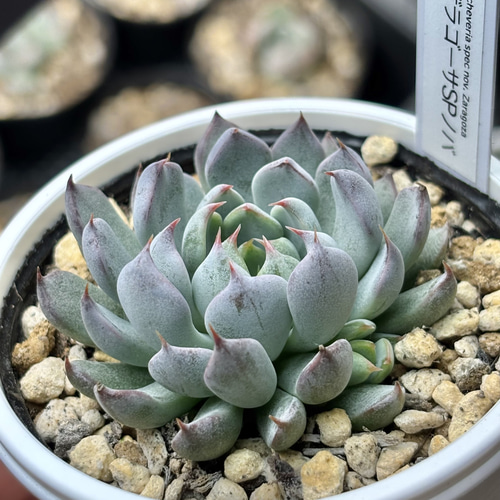 レア原種！【現品】 ☆ザラゴーサSPノバ 多肉植物 自家繁殖 国産 多肉