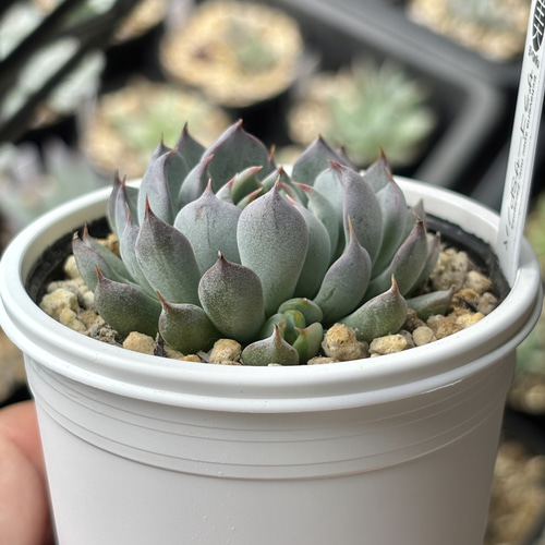 レア原種！【現品】 ☆ザラゴーサSPノバ 多肉植物 自家繁殖 国産 多肉