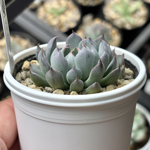 レア品種！【現品】 ☆ザラゴーサSPノバ 多肉植物 自家繁殖 国産 多肉