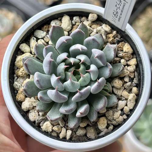 レア原種！【現品】 ☆ザラゴーサSPノバ 多肉植物 自家繁殖 国産 多肉