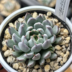 レア原種！【現品】 ☆ザラゴーサSPノバ 多肉植物 自家繁殖 国産 多肉