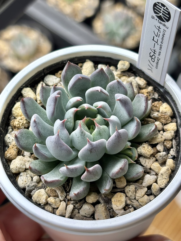 レア原種！【現品】 ☆ザラゴーサSPノバ 多肉植物 自家繁殖 国産 多肉