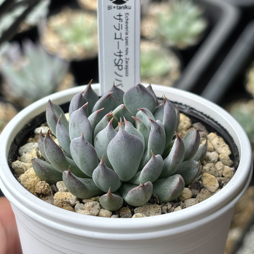 レア原種！【現品】 ☆ザラゴーサSPノバ 多肉植物 自家繁殖 国産 多肉