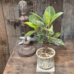 観葉植物 多肉植物 サボテン ブランチ 柱サボテン インテリアグリーン