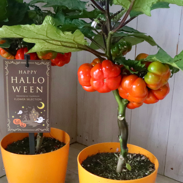 ハッピーハロウィン♡ソラナム♡メリーランタン♡パンプキン♡ アート