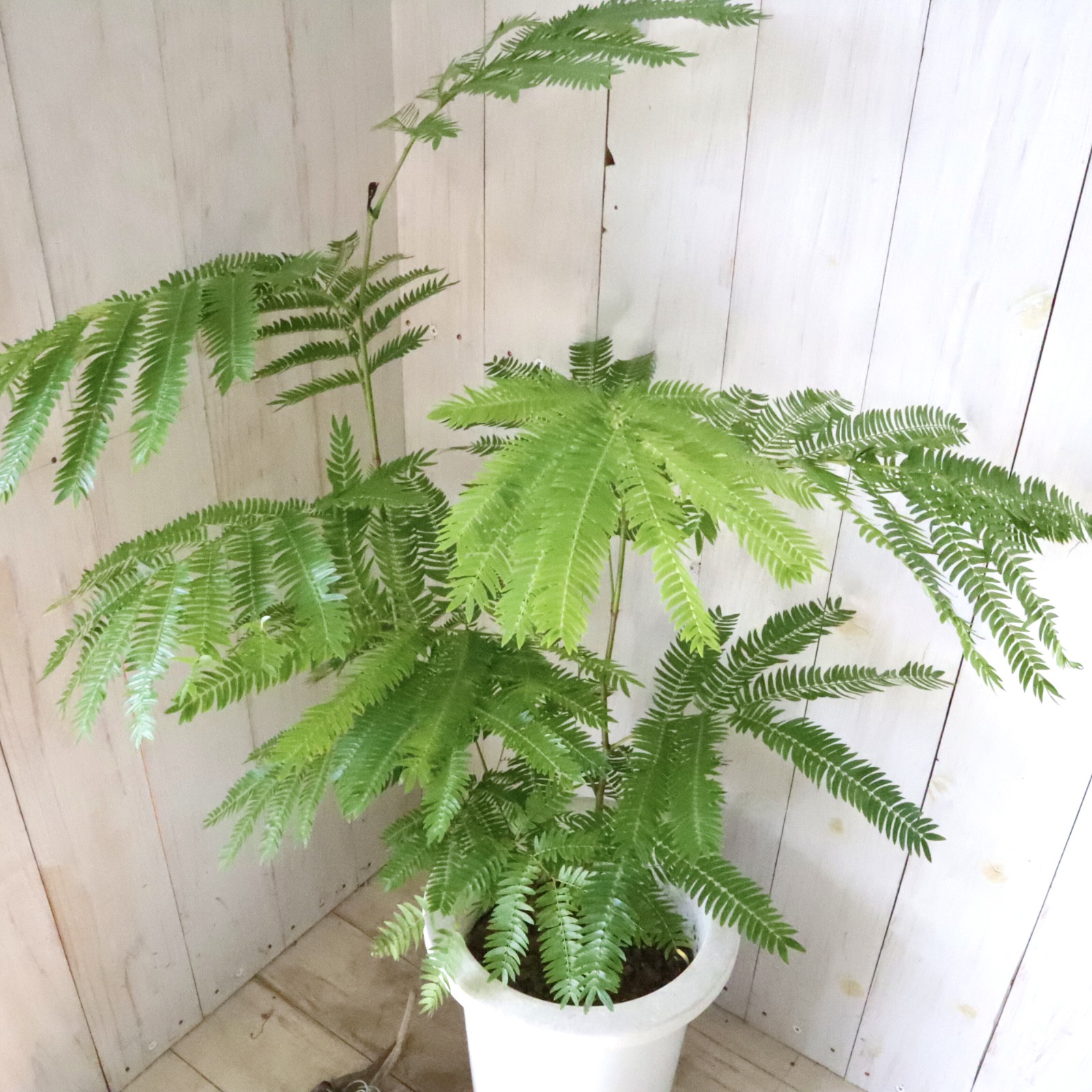 立派♡アカサヤネムノキ♡エバーフレッシュ♡観葉植物♡