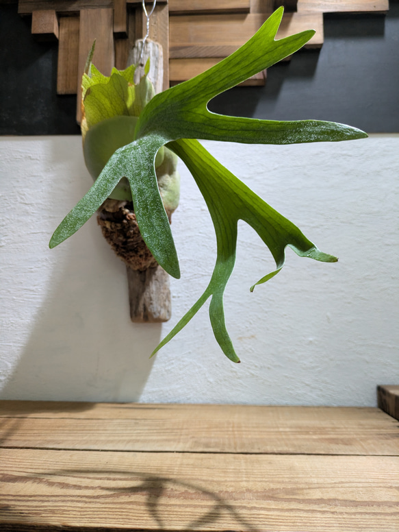 【送料無料】プラティセリウム アルシコルネ［流木付・現品限り］【着生植物】（ビカクシダ・コウモリラン） 1枚目の画像