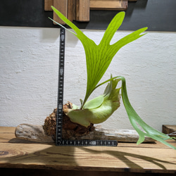 【送料無料】プラティセリウム アルシコルネ［流木付・現品限り］【着生植物】（ビカクシダ・コウモリラン） 5枚目の画像