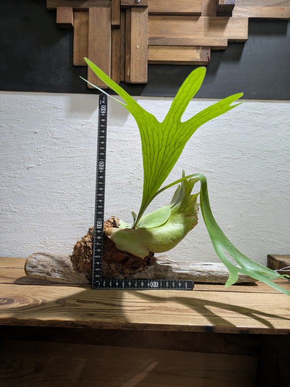 【送料無料】プラティセリウム アルシコルネ［流木付・現品限り］【着生植物】（ビカクシダ・コウモリラン） 5枚目の画像