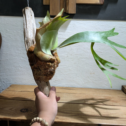 【送料無料】プラティセリウム アルシコルネ［流木付・現品限り］【着生植物】（ビカクシダ・コウモリラン） 4枚目の画像