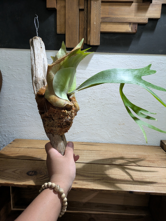 【送料無料】プラティセリウム アルシコルネ［流木付・現品限り］【着生植物】（ビカクシダ・コウモリラン） 4枚目の画像