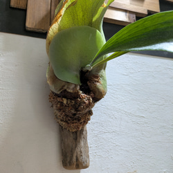 【送料無料】プラティセリウム アルシコルネ［流木付・現品限り］【着生植物】（ビカクシダ・コウモリラン） 2枚目の画像