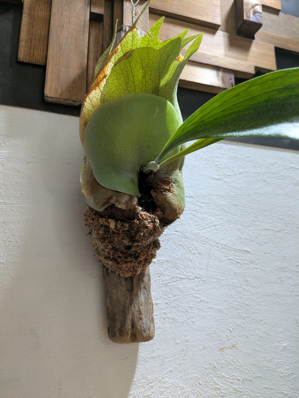 【送料無料】プラティセリウム アルシコルネ［流木付・現品限り］【着生植物】（ビカクシダ・コウモリラン） 2枚目の画像