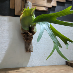 【送料無料】プラティセリウム アルシコルネ［流木付・現品限り］【着生植物】（ビカクシダ・コウモリラン） 3枚目の画像