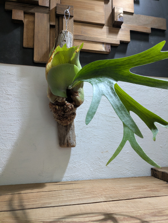 【送料無料】プラティセリウム アルシコルネ［流木付・現品限り］【着生植物】（ビカクシダ・コウモリラン） 3枚目の画像