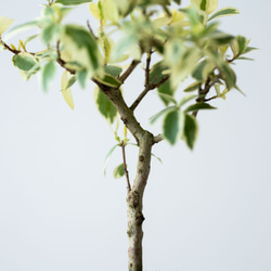 斑入りギンバイカ｜淡藤のうつわ 4枚目の画像