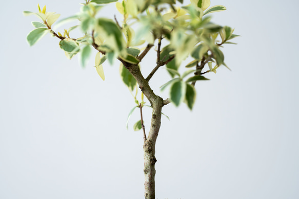 斑入りギンバイカ｜淡藤のうつわ 4枚目の画像