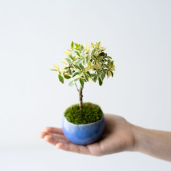 斑入りギンバイカ｜淡藤のうつわ 3枚目の画像