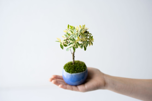 斑入りギンバイカ｜淡藤のうつわ 3枚目の画像