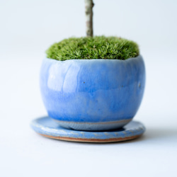 斑入りギンバイカ｜淡藤のうつわ 8枚目の画像