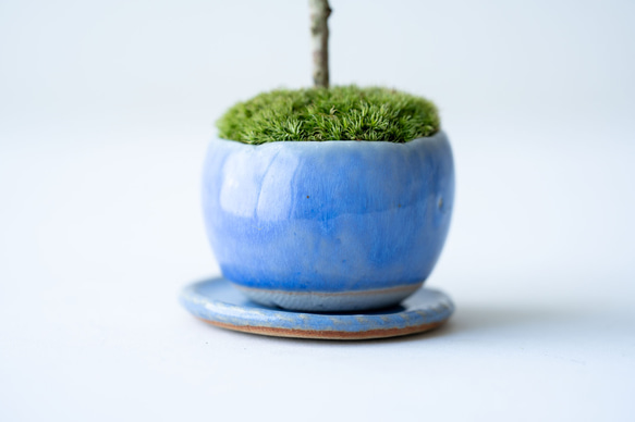 斑入りギンバイカ｜淡藤のうつわ 8枚目の画像