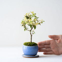 斑入りギンバイカ｜淡藤のうつわ 2枚目の画像