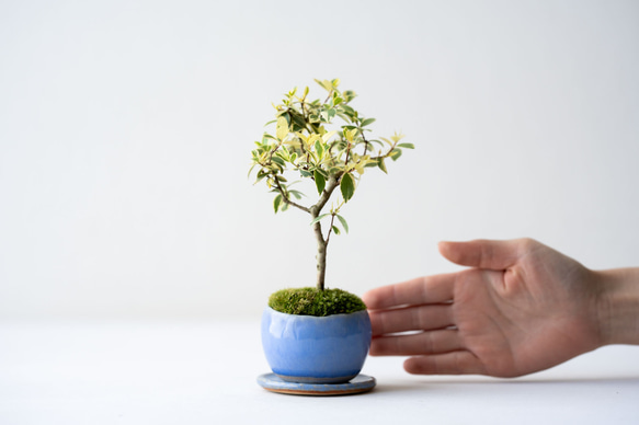 斑入りギンバイカ｜淡藤のうつわ 2枚目の画像