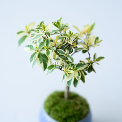 斑入りギンバイカ｜淡藤のうつわ 6枚目の画像